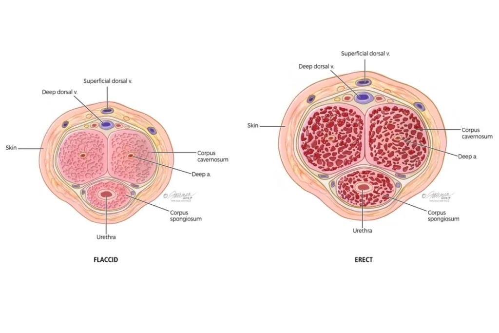 The Impact of Untreated STDs on Male Fertility and Urological Health 1